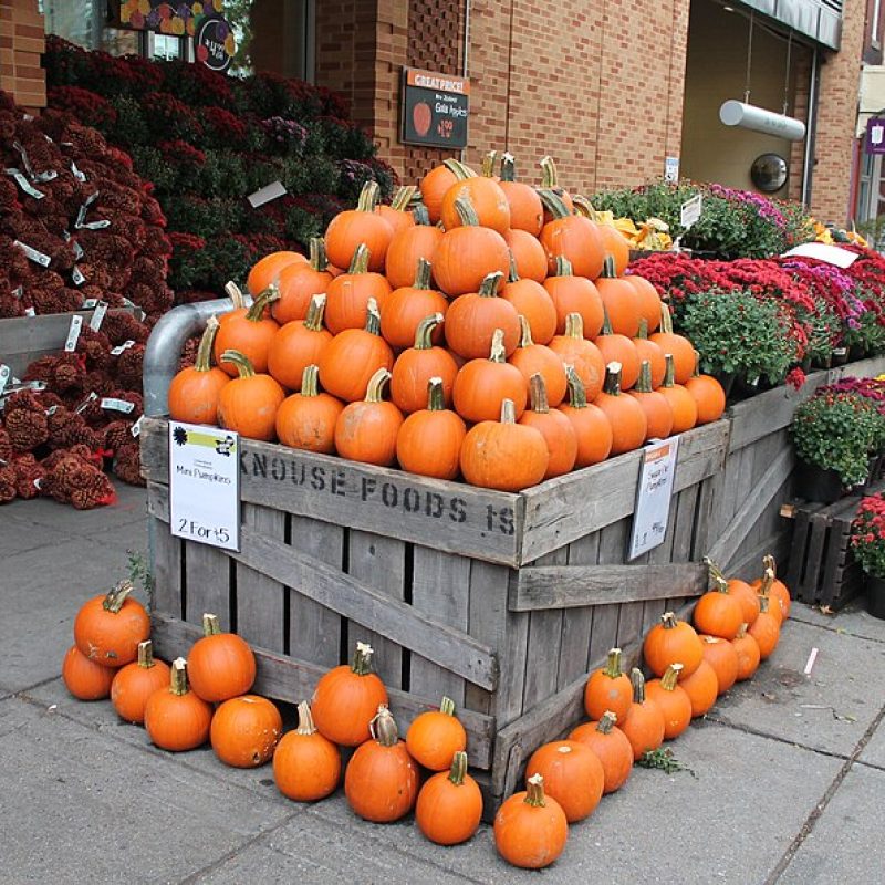 Pumpkin