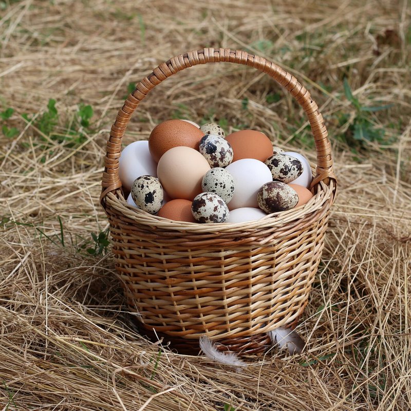 Local Eggs