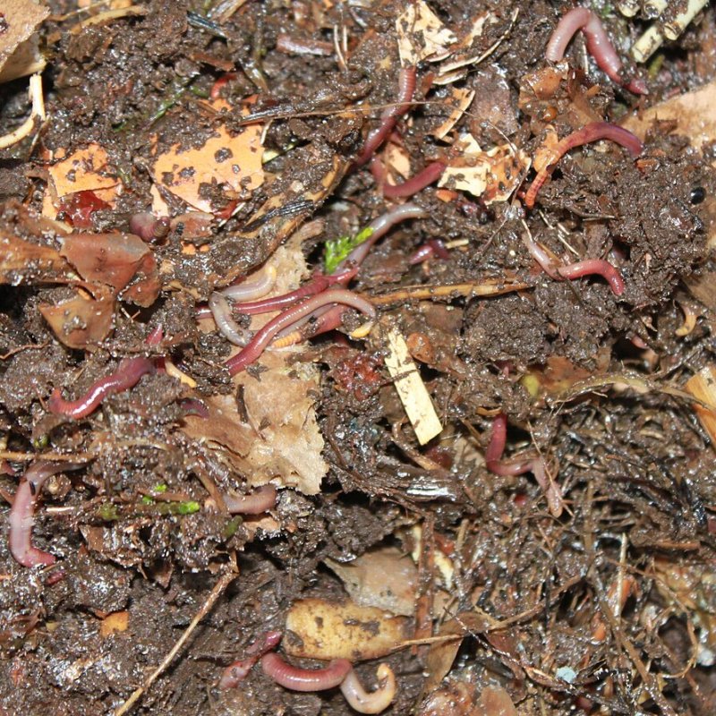 Earthworm Vermicompost