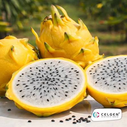 Yellow Dragon Fruit उब्जाउने