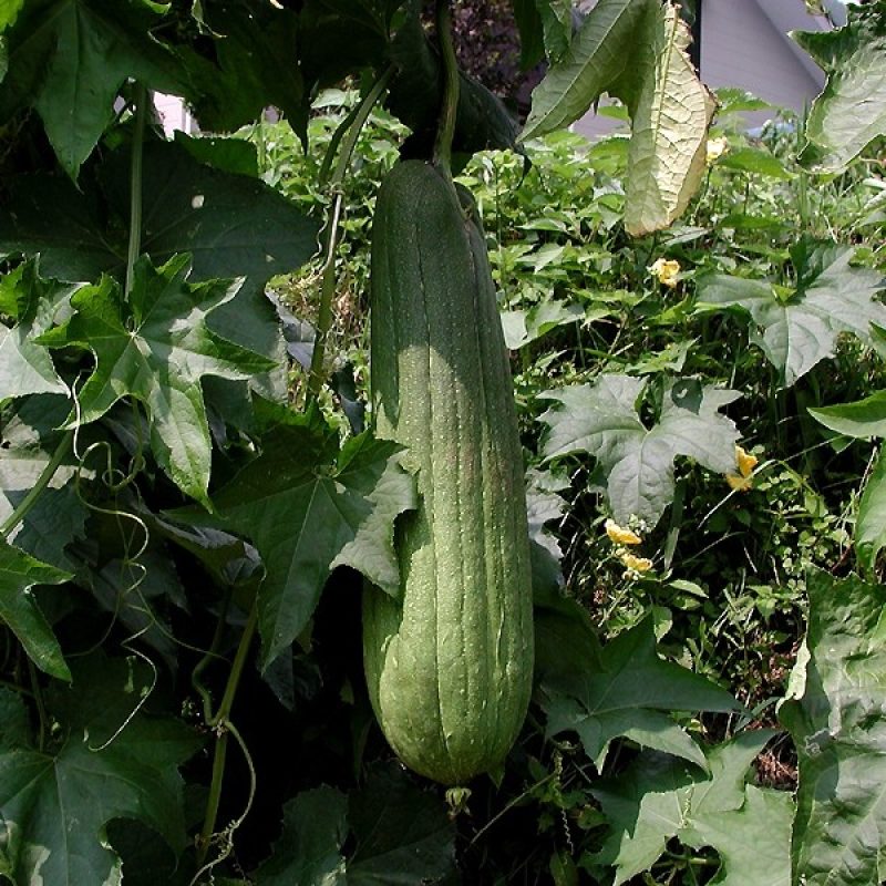 Ridge Gourd