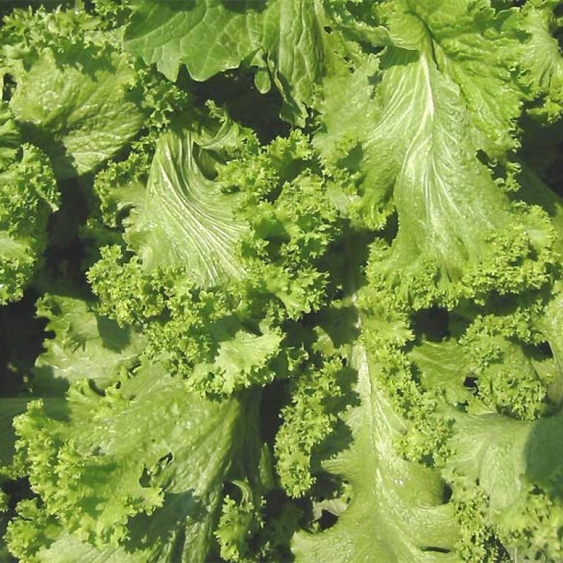 Mustard Greens