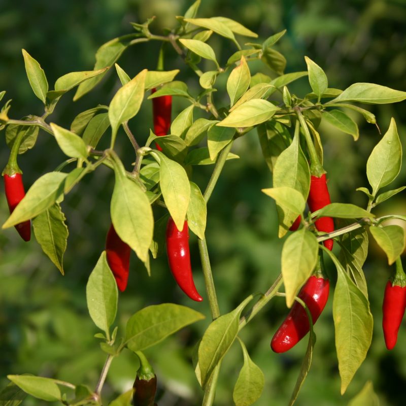 Green Chili