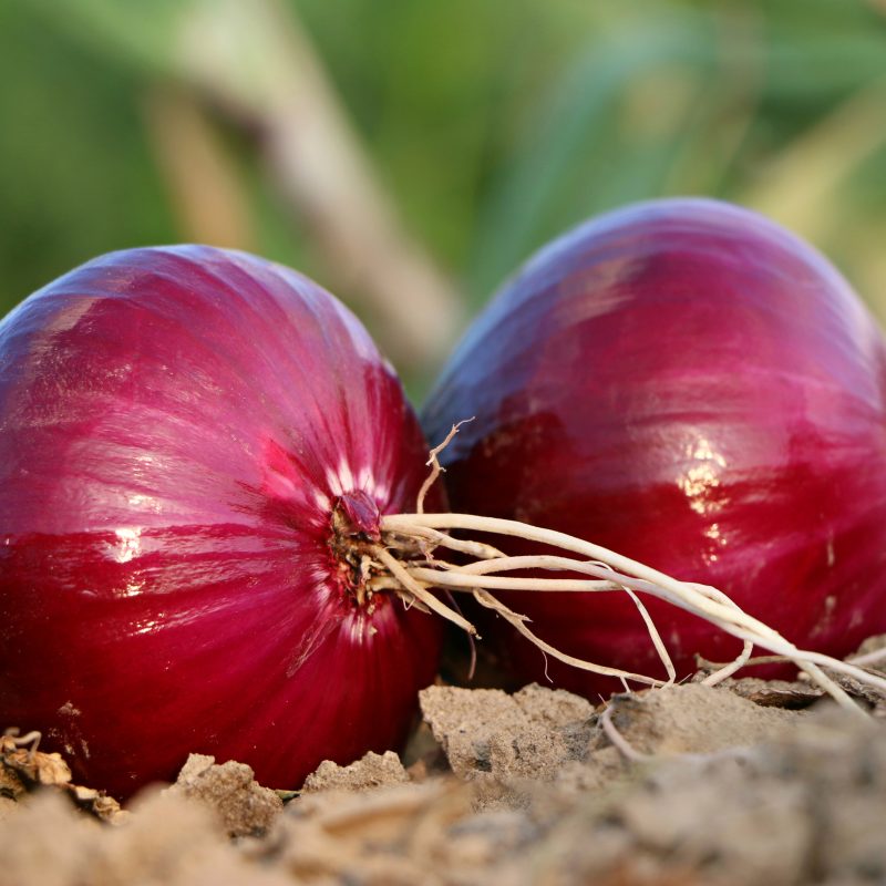 Red Onion