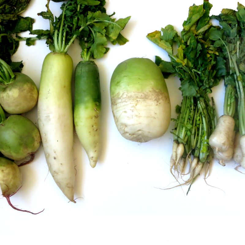 White Radish (Mula)
