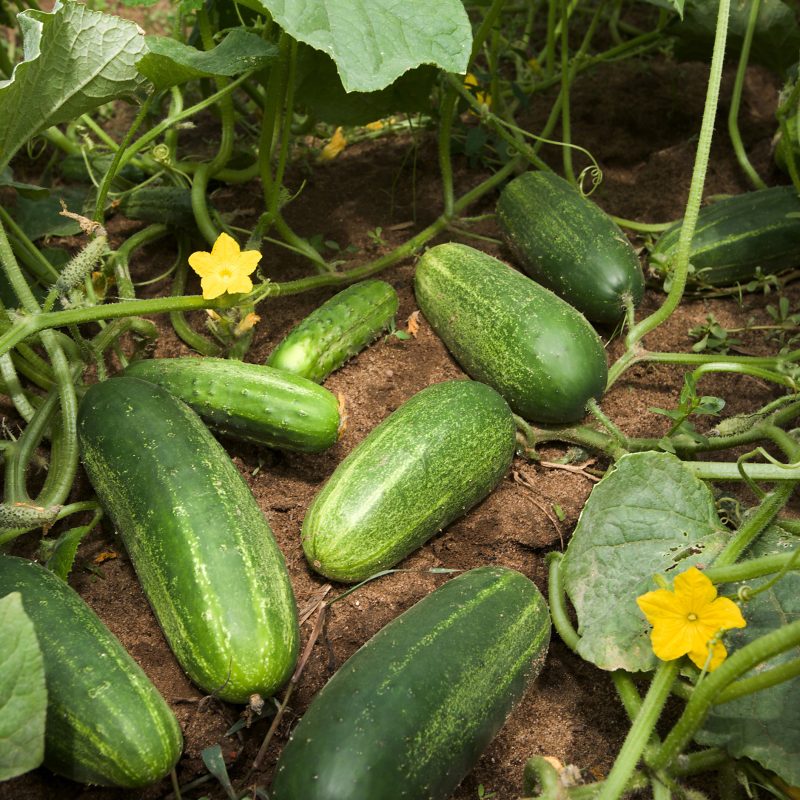 Hybrid Cucumber
