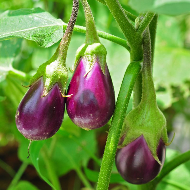 Long Brinjal