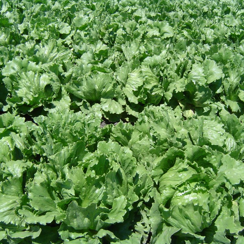 Iceberg Lettuce