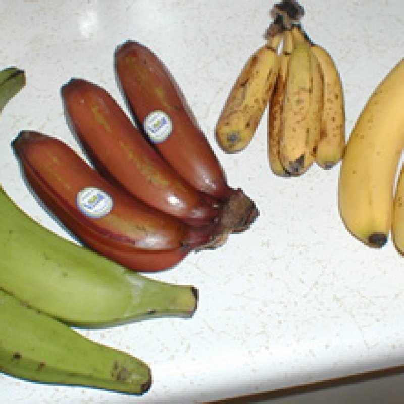 Malbhog